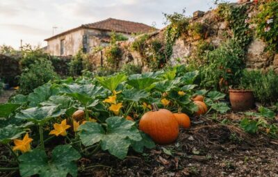 Cultivar abóboras num quintal, com aboboreira carregada de flores e frutos