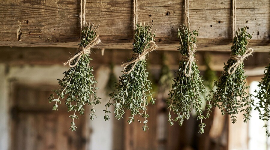 Como cultivar tomilho: cuidados, poda e usos 2 molhos de tomilho pendurados a secar