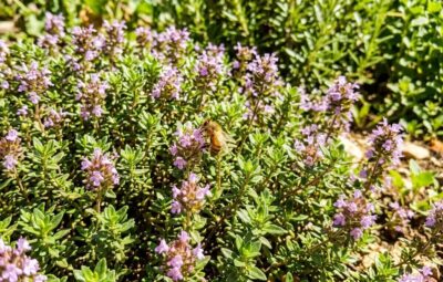 Como cultivar tomilho: cuidados, poda e usos