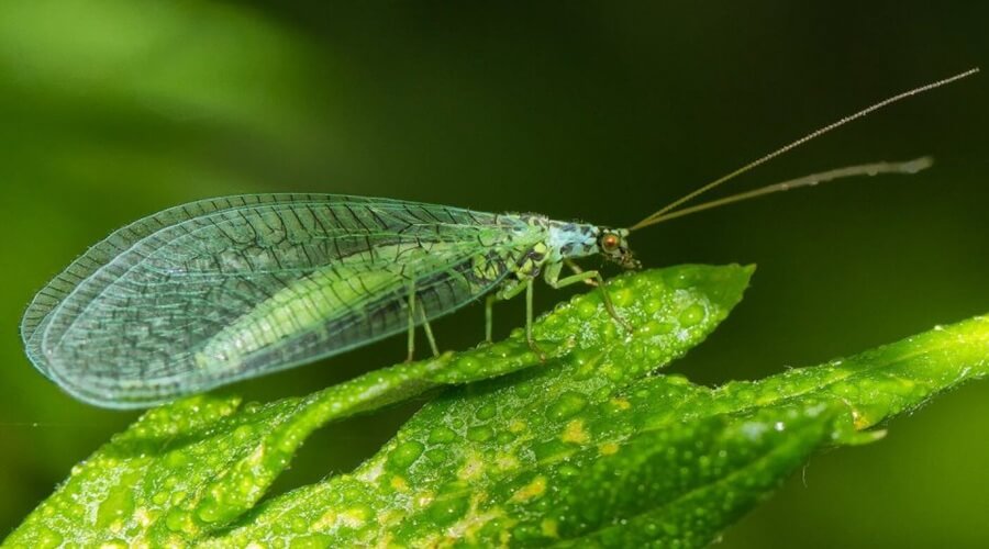 Crisopa-verde, inseto auxiliar que ajuda no controlo biológico de pragas da horta