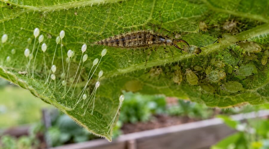 Ovos de crisopa presos por fios finos numa folha, com uma larva de crisopa a caçar pulgões