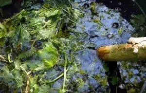 Urtigas, chorume de urtigas