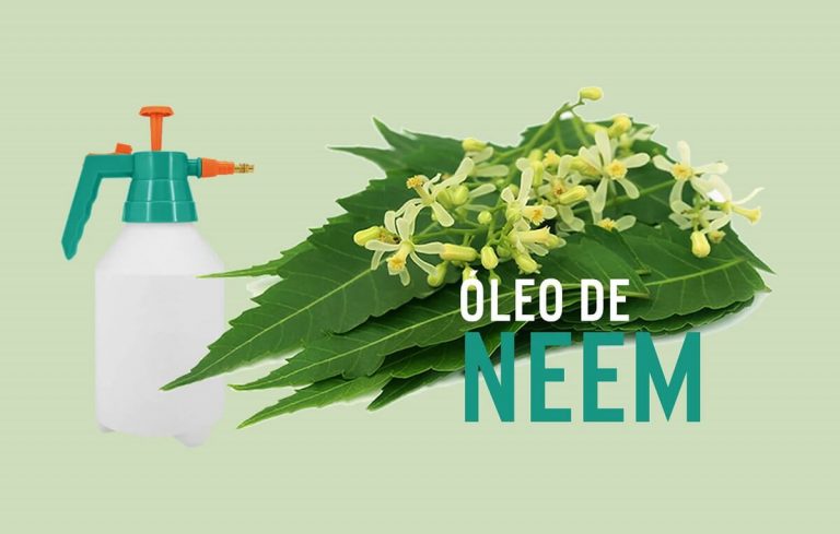 O que é o Óleo de Neem e porque é útil na horta