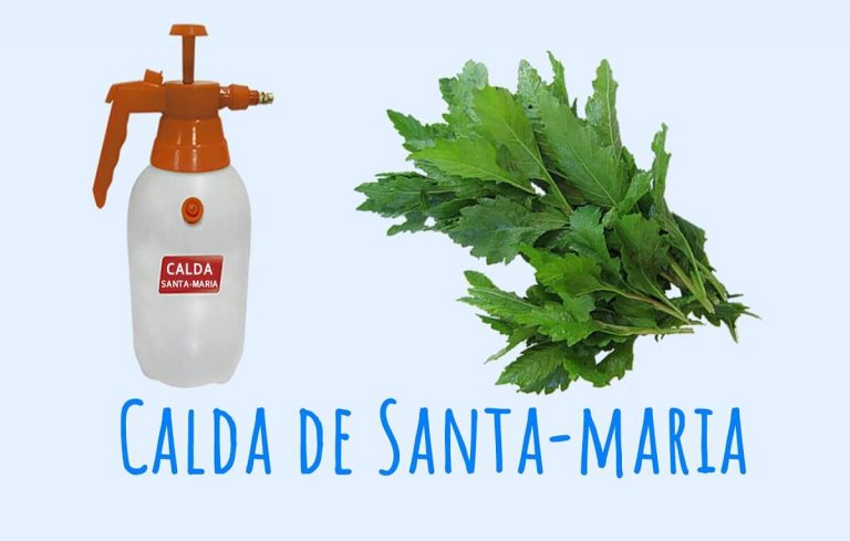 Como preparar e usar a Erva-de-Santa-Maria