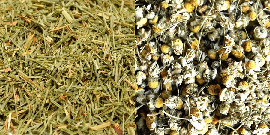 Como usar a cavalinha na sua horta 2 cavalinha-camomila