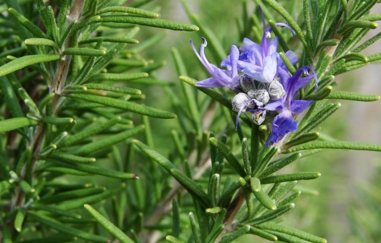Como cultivar Alecrim
