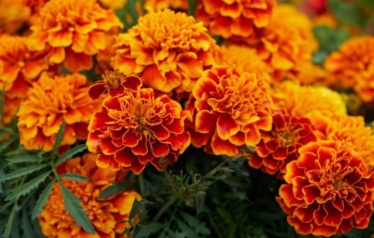 Tagetes / Cravo Túnico