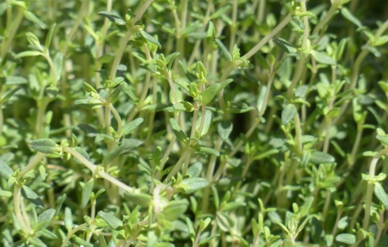 Como cultivar Tomilho