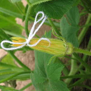 Flor masculina de Abóbora atada com fio