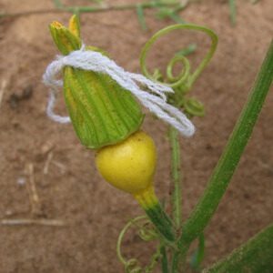 Como fazer polinização manual de abóboras 5 Flor feminina de Abóbora atada com fio