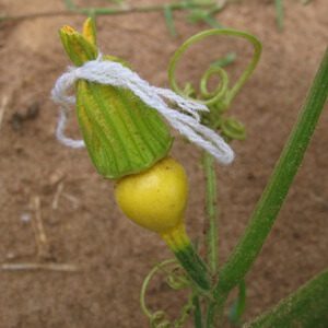 Flor feminina de AbÃ³bora atada com fio