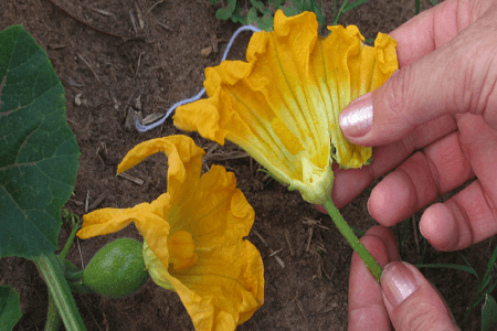 Como fazer polinização manual de abóboras 6 Retirar pétalas a flor masculina de Abóbora