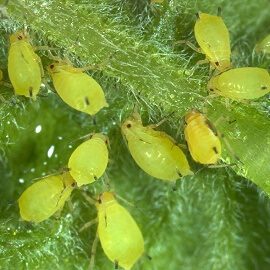 O que é o Óleo de Neem e para que serve na horta 6 afideos 1