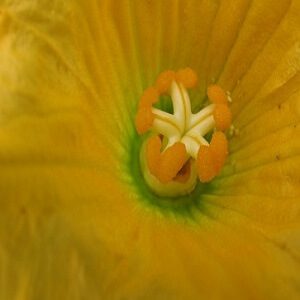 Como fazer polinização manual de abóboras 2 Flor Feminina de Abóbora