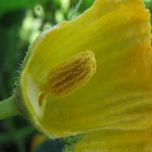 Como fazer polinização manual de abóboras 1 Flor masculina de Abóbora