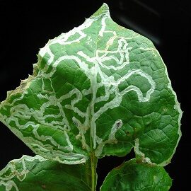 O que é o Óleo de Neem e para que serve na horta 2 mineradoras