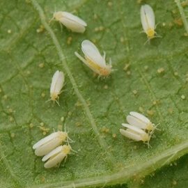 O que é o Óleo de Neem e para que serve na horta 3 mosca branca 2