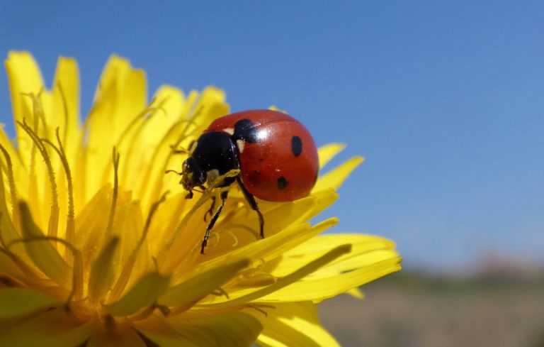 Plantas que atraem Joaninhas para a sua horta