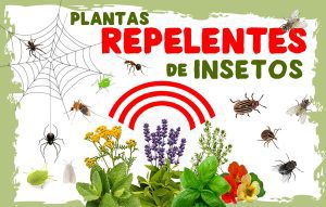 Plantas com efeito repelente de insetos