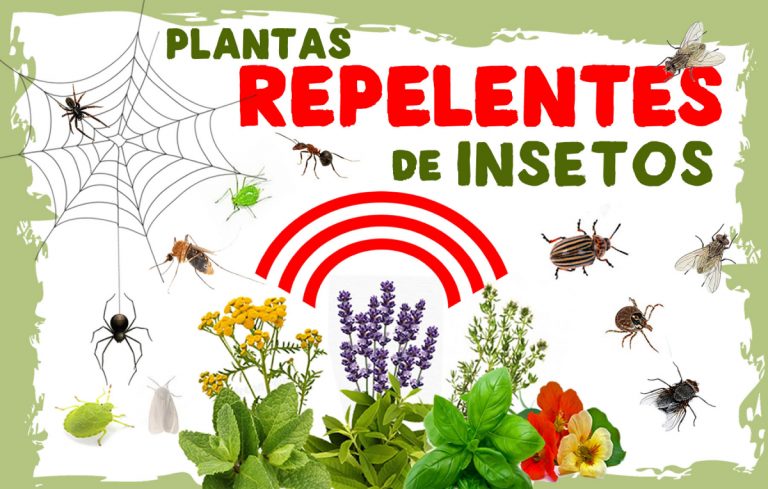 Plantas repelentes de insetos que deve ter na sua horta
