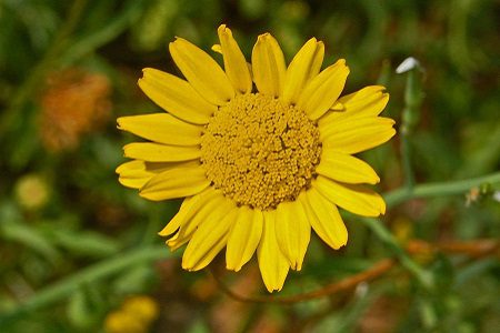 Exemplos de Plantas Indicadoras 35 Pampilho