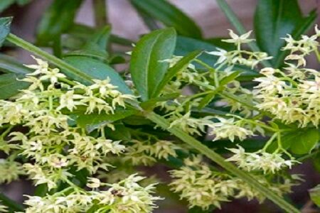 Exemplos de Plantas Indicadoras 38 Rubia-peregrina
