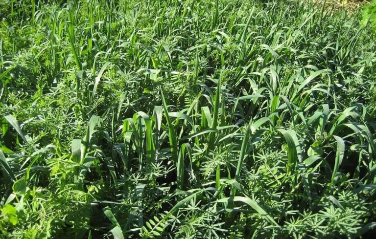 Vantagens de fazer adubação verde na sua horta