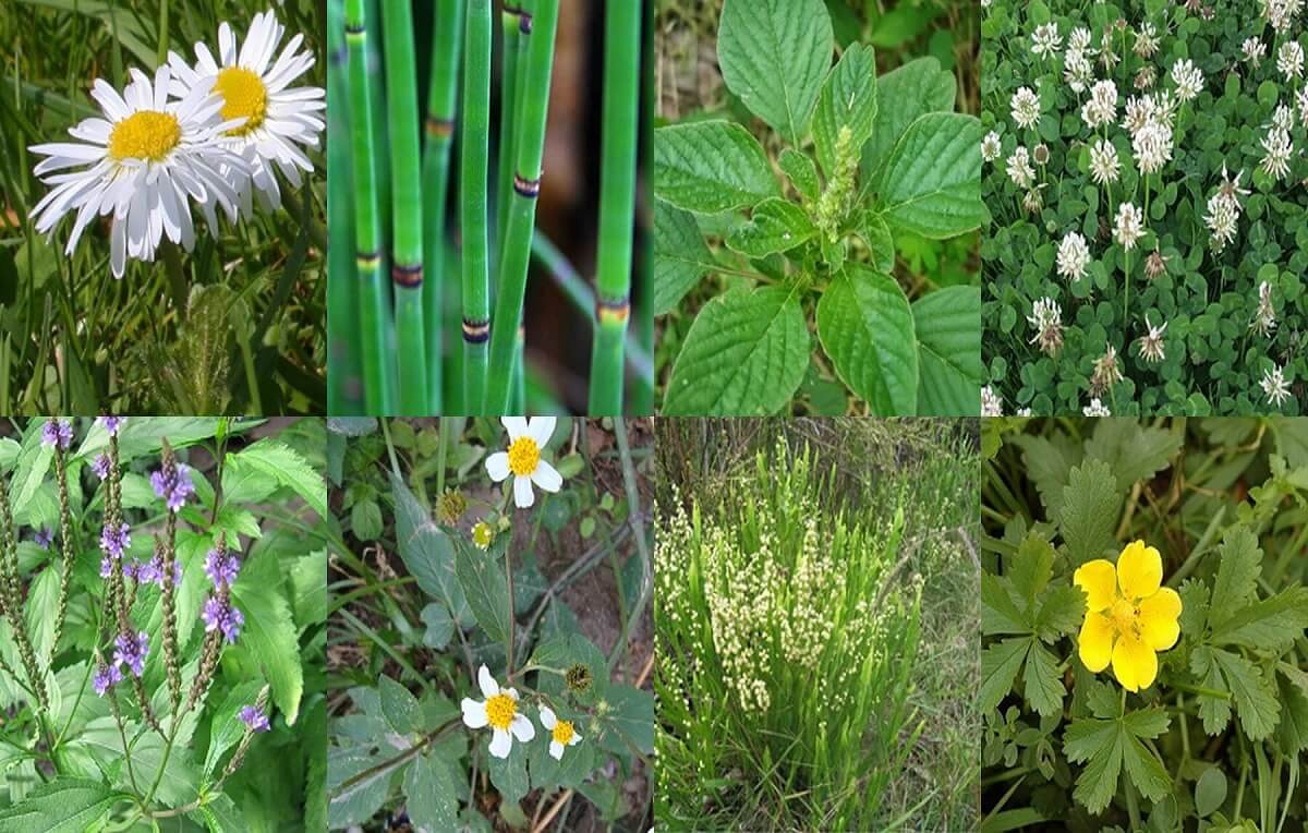 Exemplos de Plantas Indicadoras