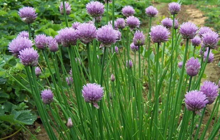 Como cultivar Cebolinho