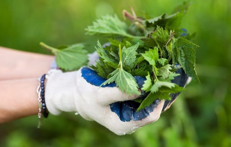 Como preparar bem os tratamentos à base de plantas para usar na horta