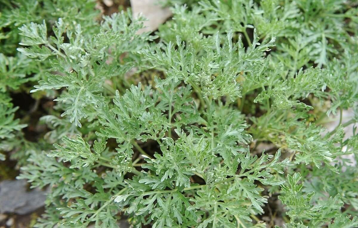 Como cultivar Absinto-Artemisia-absinthium