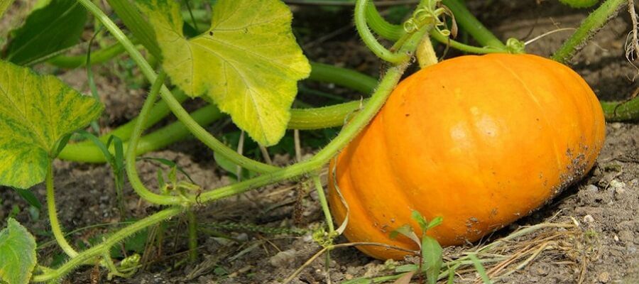 Como cultivar Abóboras 1 Como cultivar Abóboras