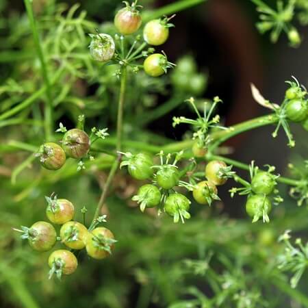 Coentros - Apesar de amados e odiados, são bons para a horta 2 Sementes de coentros