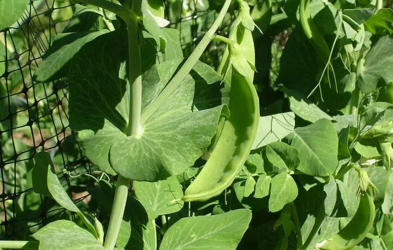 Como cultivar ervilhas na horta e em casa