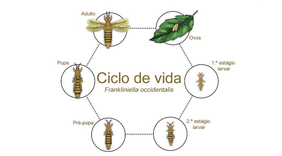 Tripes Frankliniella occidentalis Ciclo de vida
