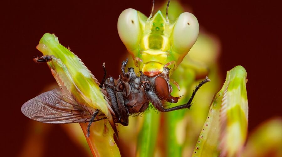 Louva-a-deus a comer Mantis religiosa