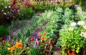As plantas mais uteis na horta