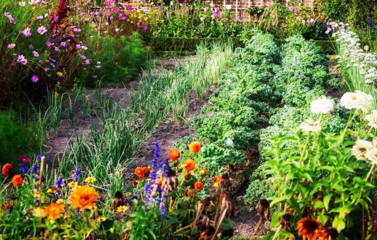 As plantas mais uteis na horta