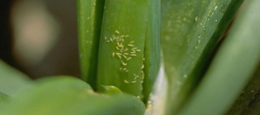 Ceboças Tripes Thrips tabaci
