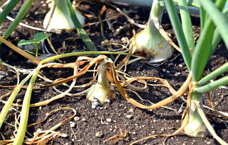 Principais pragas no cultivo das cebolas