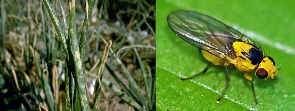 Cebolas - Moascas mineradoras Lyriomyza spp