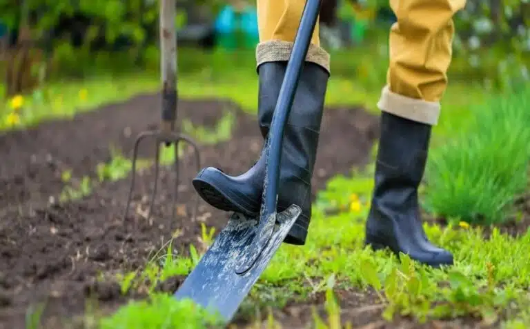 Tarefas a fazer na horta e no jardim em dezembro