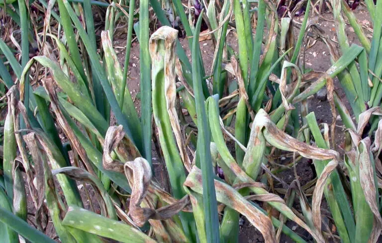 Principais doenças no cultivo das cebolas