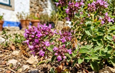 orégãos em flor numa horta portuguêsa