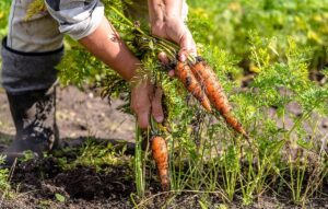Como cultivar cenouras
