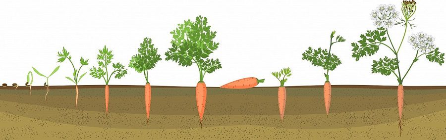 Ciclo vegetativo das cenouras