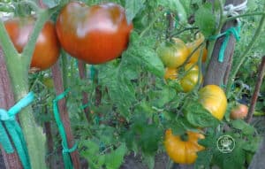 Cultivar Tomates