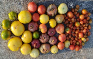 Variedades de Tomates