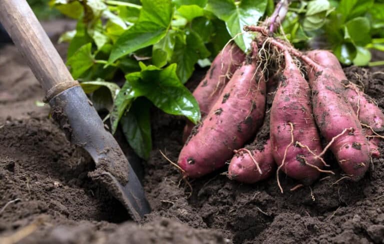 Como cultivar Batata-doce na sua horta