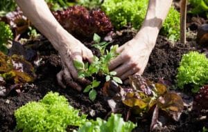 Conheça 8 benefícios de ter horta caseira